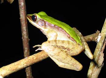 Burmese Rock Frog