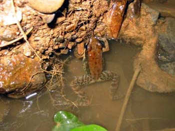 Dark-sided Frog