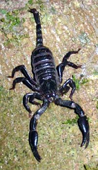 scorpion