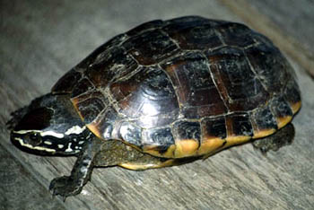 Malayan Snail-eating Turtle