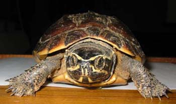 turles-eye view of a turtle