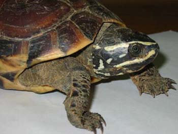 close up of turtle head