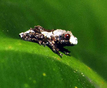 Pied Wart Frog