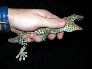 Tokay in hand