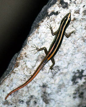 Sipora Striped Skink