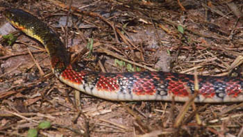 Triangle Keelback