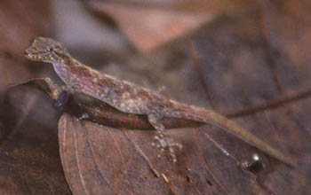 un-identified Gecko