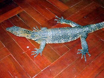 Water Monitor