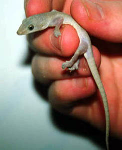 Spiney-tailed House Gekko