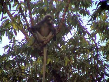 a dusky Langur