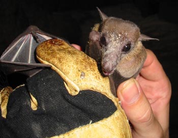 Bat covered in pollen