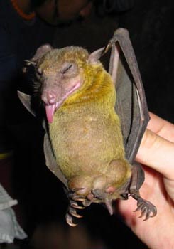 Male Eonycteris spelaea