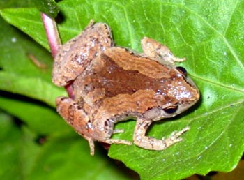 Unidentified small frog