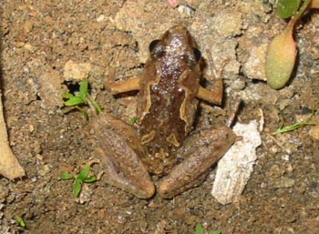 Another unidentified small frog