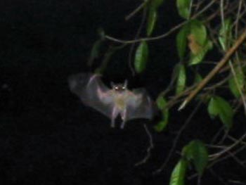 Zoom in of the previous photograph