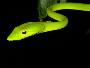 Oriental Whip Snake