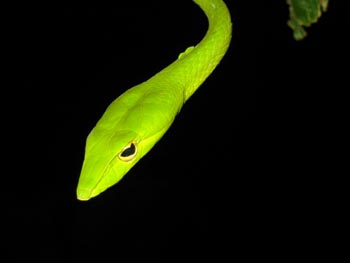 Head shot of the oriental whip snake