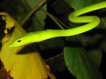 Oriental whip snake