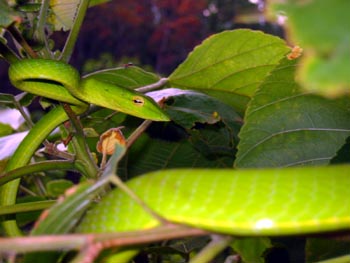 Whip snake in a bush