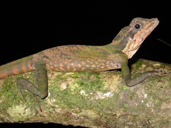 Great Anglehead Lizard