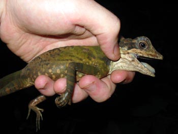 Female Lizard in hand