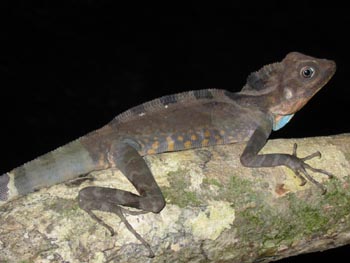 Male Great Anglehead Lizard