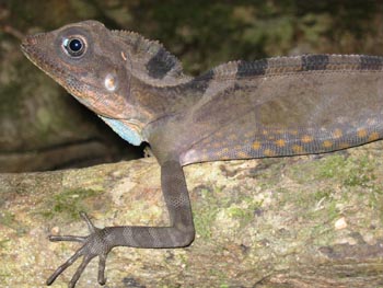 Close up of the male lizard