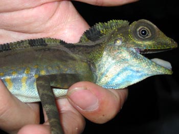 Male lizard in hand