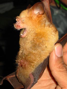 Insectivorous bat