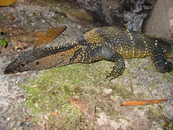 Monitor Lizard