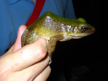 Rana hosii