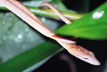 Oriental Whip Snake