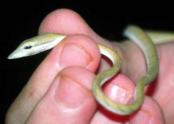 Oriental Whip Snake