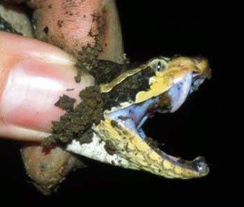 Fangs of the Malayan Pit-Viper
