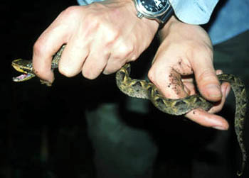 Malayan Pit-Viper