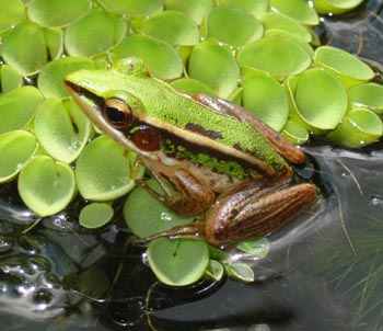 Pond frog sitting on water plants