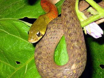 Red-necked Keelback