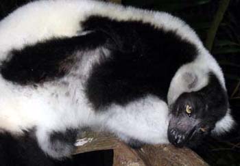 Ruffed Lemur