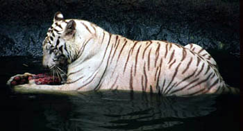 White tiger eating