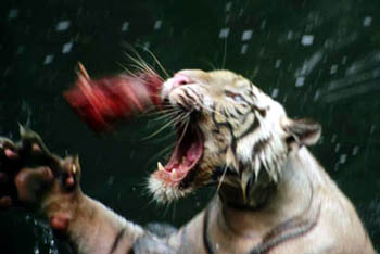 White tiger feeding