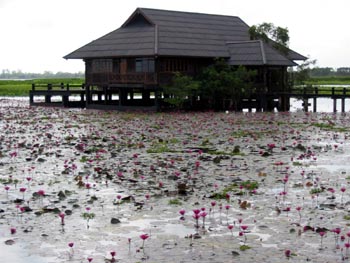 Hut and waterlillies