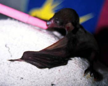 Stoner - Eonycteris spelaea