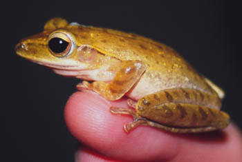 Common Tree Frog