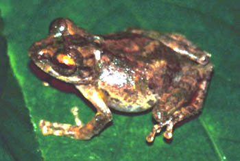 Unknown Tree Frog