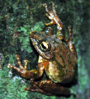 Unknown Tree Frog