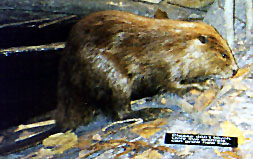 I like to eat beavers!