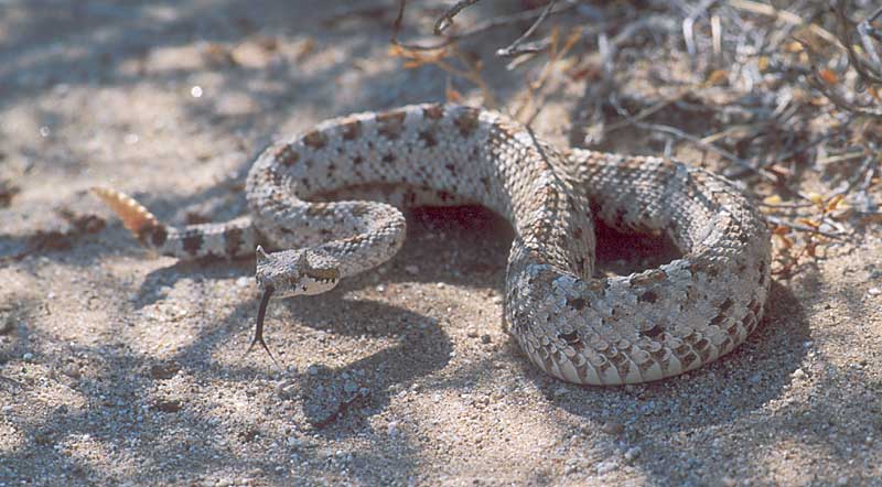 This is the SiderWinder.