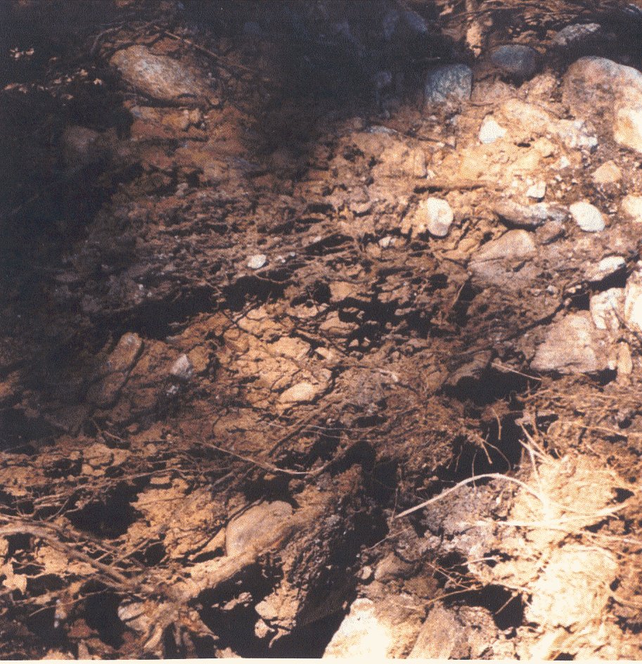 Uton.jpg (283031 bytes)