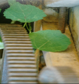 verde.jpg (77738 bytes)