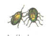 INSECTS_1.jpg (11158 bytes)